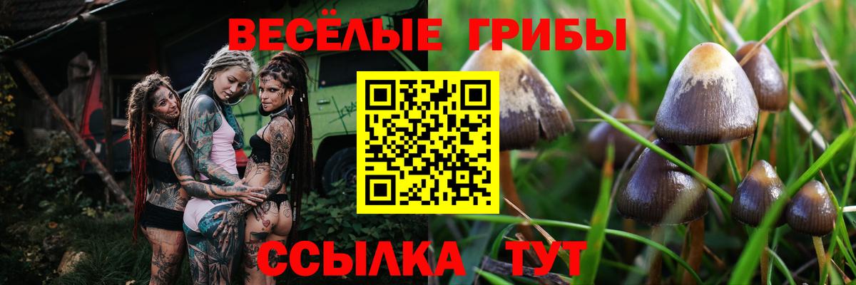 Урюпинск  Псилоцибиновые грибы Psilocybine cubensis  Вход с VPN 